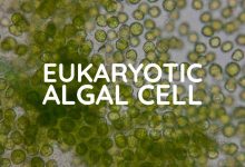 EUKARYOTIC ALGAL CELL