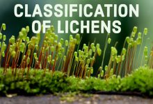 CLASSIFICATION OF LICHENS