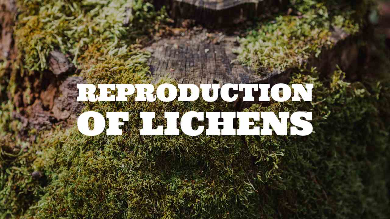 REPRODUCTION OF LICHENS
