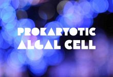 PROKARYOTIC ALGAL CELL