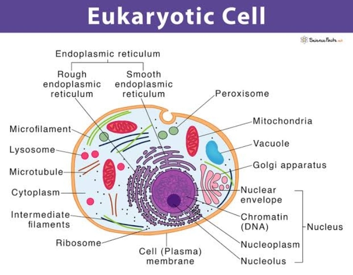 EUKARYOTIC ALGAL CELL